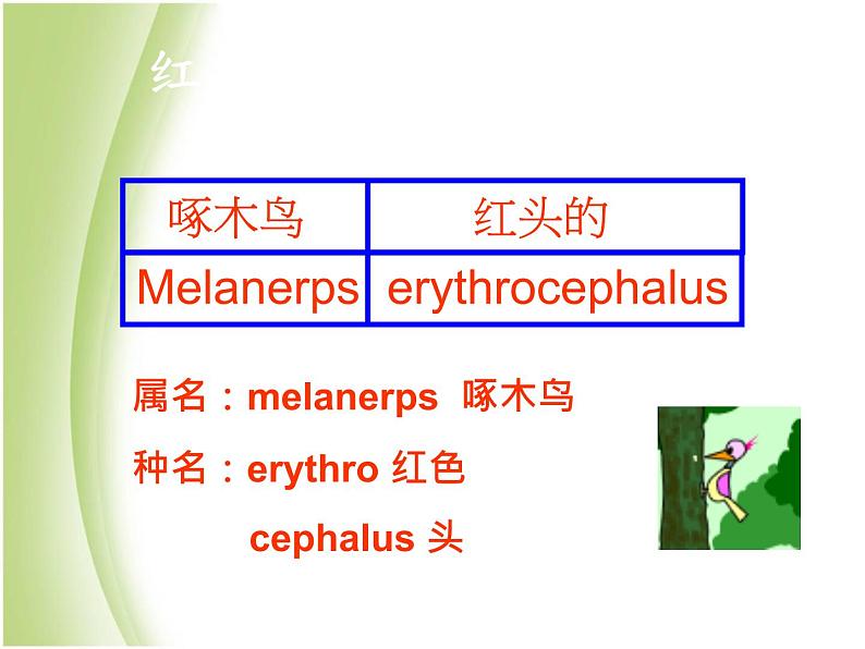 八年级生物下册第4章生物的类群4.4生物的分类_物种的命名课件沪教版08