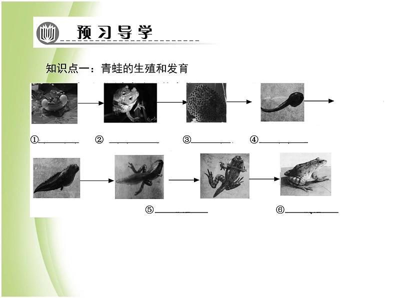 八年级生物下册第七单元生物圈中生命的延续和发展第一章生物的生殖和发育第三节两栖动物的生殖和发育作业课件新人教版06