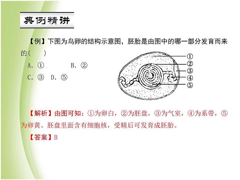 八年级生物下册第七单元生物圈中生命的延续和发展第一章生物的生殖和发育第四节鸟的生殖和发育作业课件新人教版06