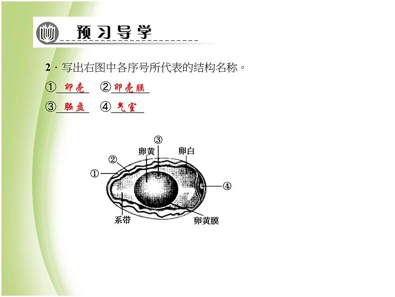 八年级生物下册第七单元生物圈中生命的延续和发展第一章生物的生殖和发育第四节鸟的生殖和发育作业课件新人教版08