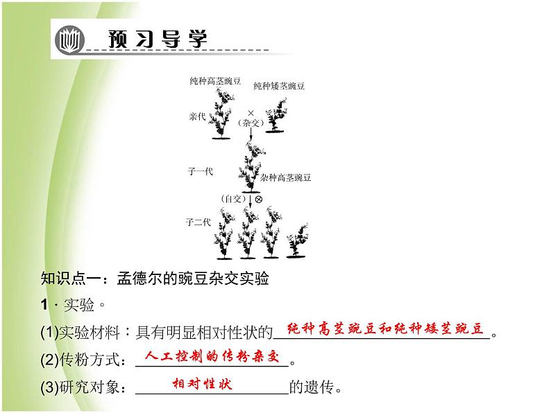 八年级生物下册第七单元生物圈中生命的延续和发展第二章生物的遗传与变异第三节基因的显性和隐性作业课件新人教版第4页