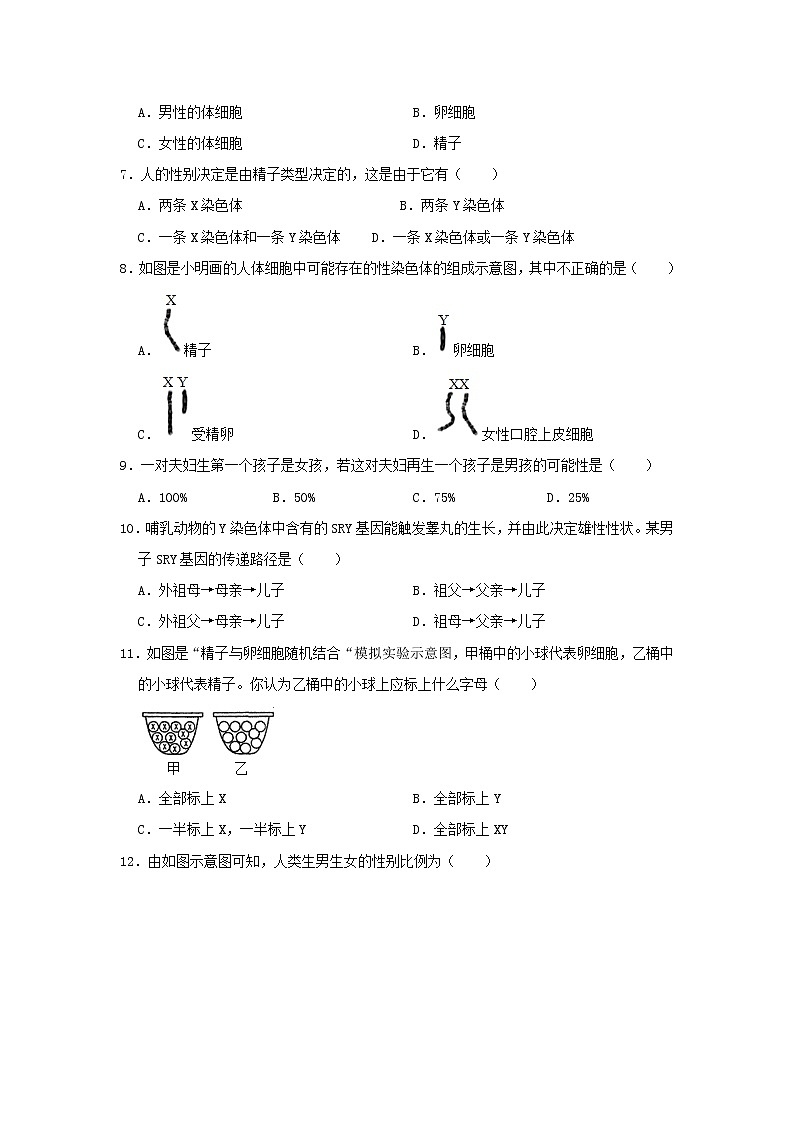 八年级生物下册7.2.4人的性别遗传习题1新人教版02