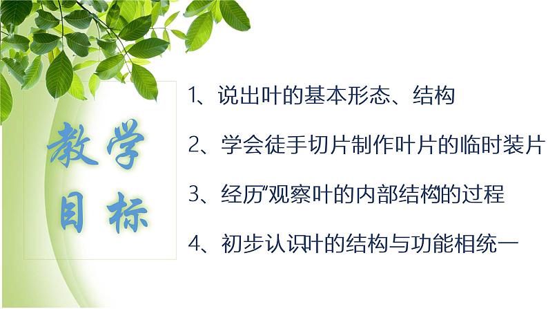 八年级生物下册第4章生物的类群4.1植物_制作并观察叶片的装片实验课件沪教版02