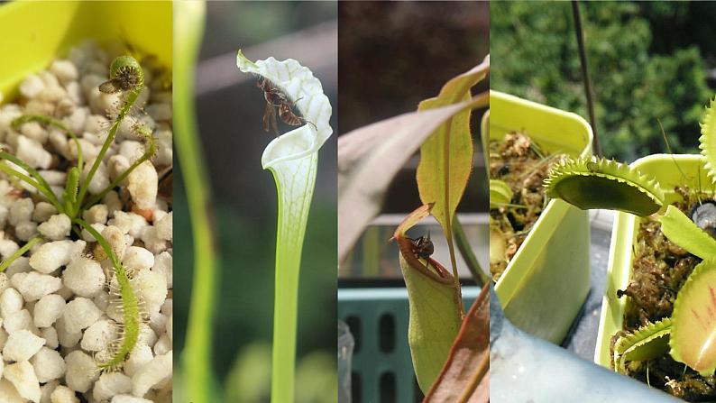 八年级生物下册第4章生物的类群4.1植物_制作并观察叶片的装片实验课件沪教版05