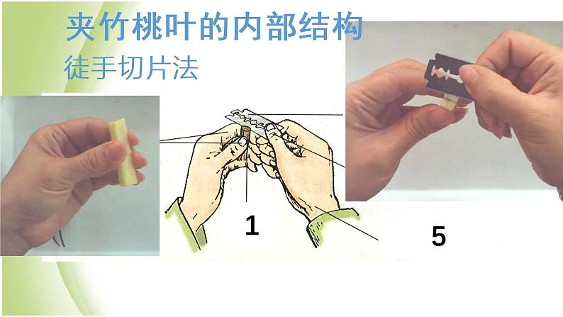 八年级生物下册第4章生物的类群4.1植物_制作并观察叶片的装片实验课件沪教版06