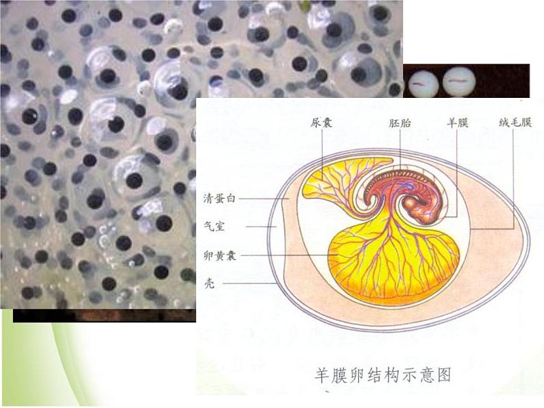 八年级生物下册第4章生物的类群4.2动物_两栖类爬行类课件沪教版05