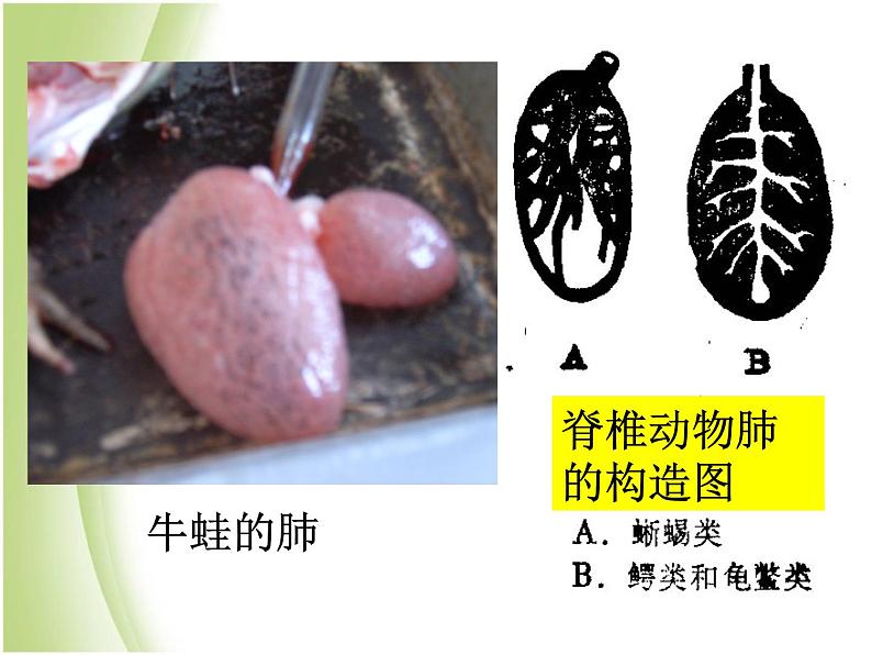 八年级生物下册第4章生物的类群4.2动物_两栖类爬行类课件沪教版06