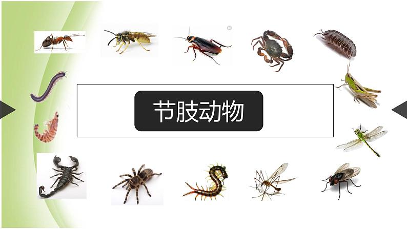 八年级生物下册第4章生物的类群4.2动物_节肢动物课件沪教版第1页