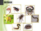 八年级生物下册第4章生物的类群4.2动物_节肢动物课件沪教版