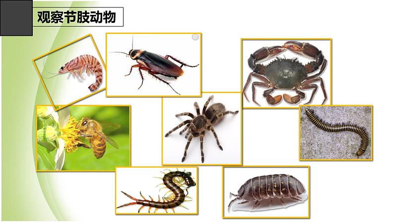 八年级生物下册第4章生物的类群4.2动物_节肢动物课件沪教版第2页