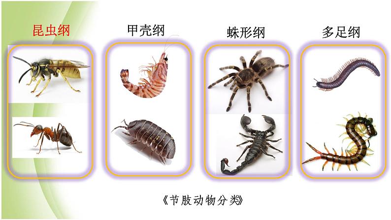 八年级生物下册第4章生物的类群4.2动物_节肢动物课件沪教版第3页