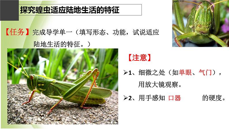 八年级生物下册第4章生物的类群4.2动物_节肢动物课件沪教版第4页