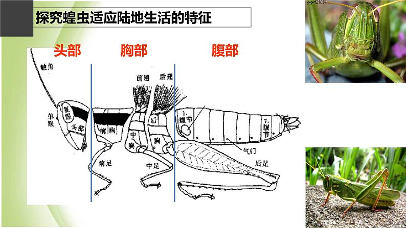 八年级生物下册第4章生物的类群4.2动物_节肢动物课件沪教版第5页