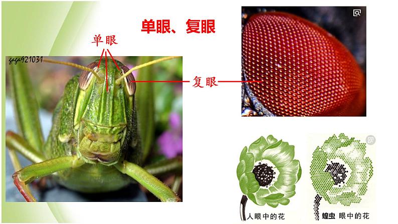 八年级生物下册第4章生物的类群4.2动物_节肢动物课件沪教版第6页