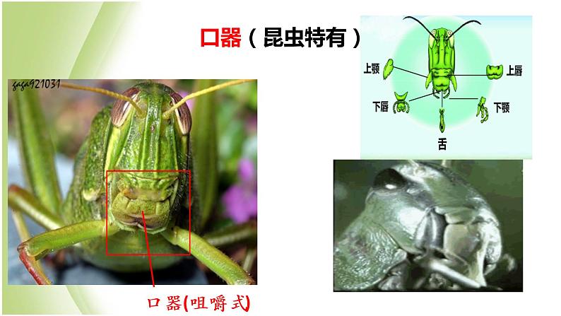 八年级生物下册第4章生物的类群4.2动物_节肢动物课件沪教版第7页