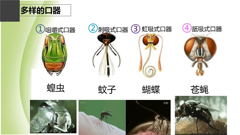 八年级生物下册第4章生物的类群4.2动物_节肢动物课件沪教版第8页