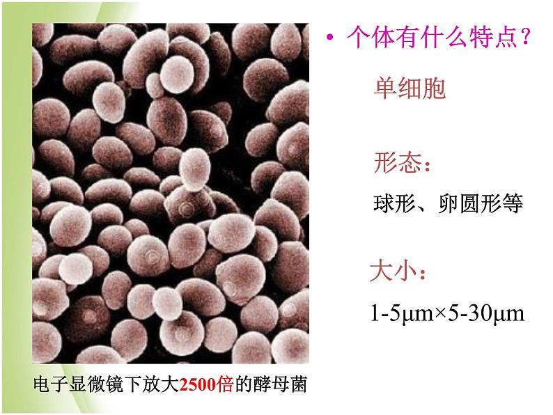 八年级生物下册第4章生物的类群4.3微生物_真菌课件沪教版07