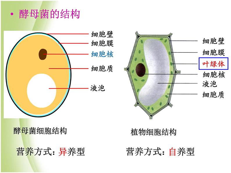 八年级生物下册第4章生物的类群4.3微生物_真菌课件沪教版08