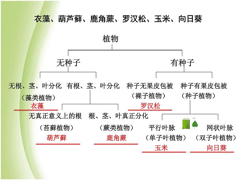 八年级生物下册第4章生物的类群4.4生物的分类_使用检索表识别常见生物物种课件沪教版第4页