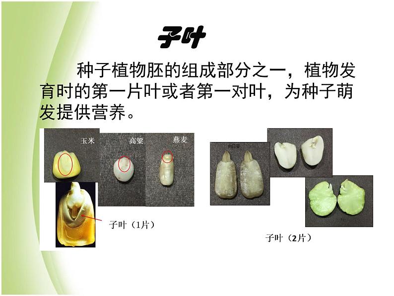 八年级生物下册第4章生物的类群4.4生物的分类_使用检索表识别常见生物物种课件沪教版第5页