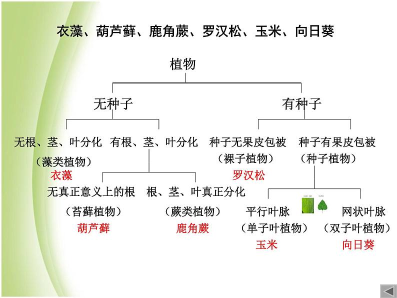 八年级生物下册第4章生物的类群4.4生物的分类_使用检索表识别常见生物物种课件沪教版第6页