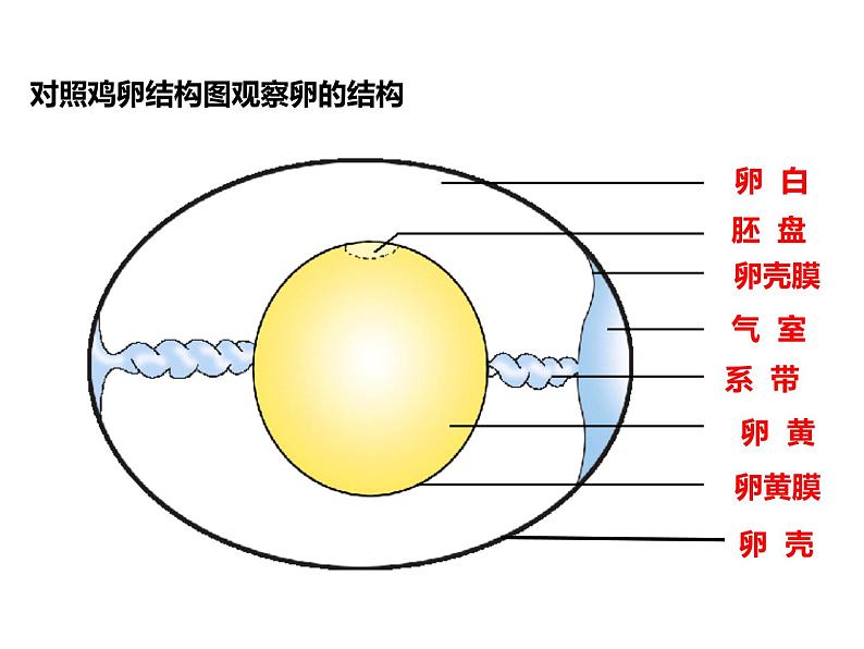 人教版八年级生物下册----1.4鸟的生殖和发育-课件第5页