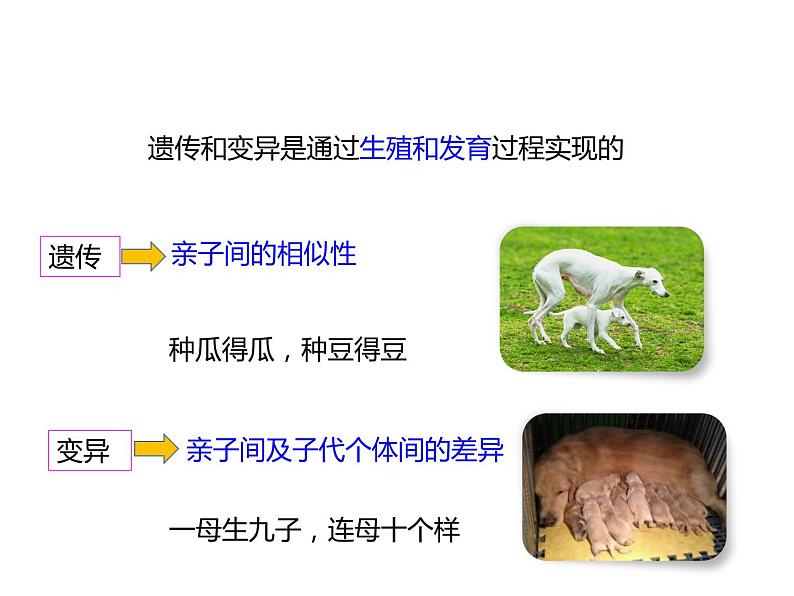 人教版八年级生物下册----2.1基因控制生物的性状-课件第4页