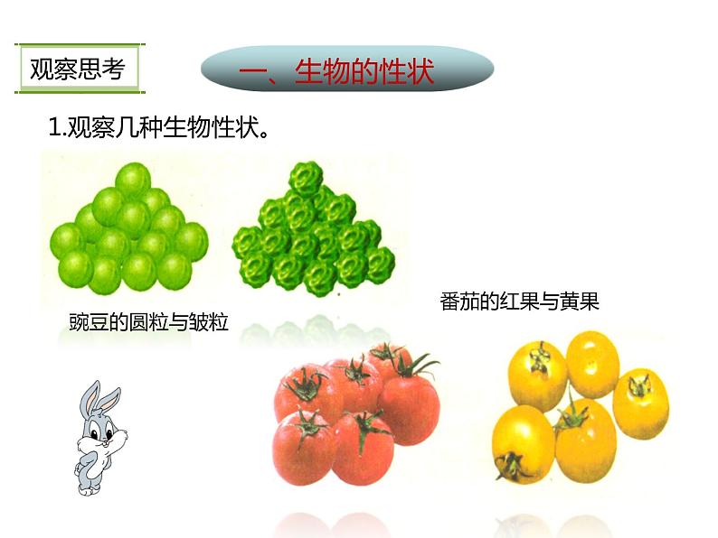 人教版八年级生物下册----2.1基因控制生物的性状-课件第5页