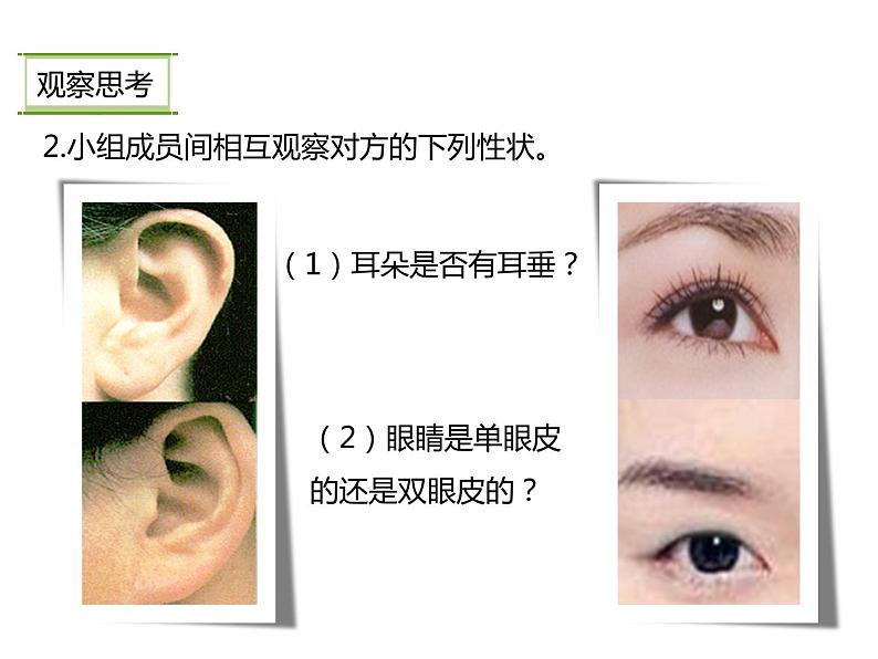 人教版八年级生物下册----2.1基因控制生物的性状-课件第7页