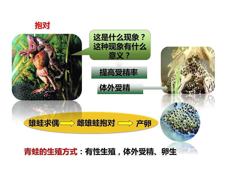 人教版八年级生物下册----1.3两栖动物的生殖和发育课件03