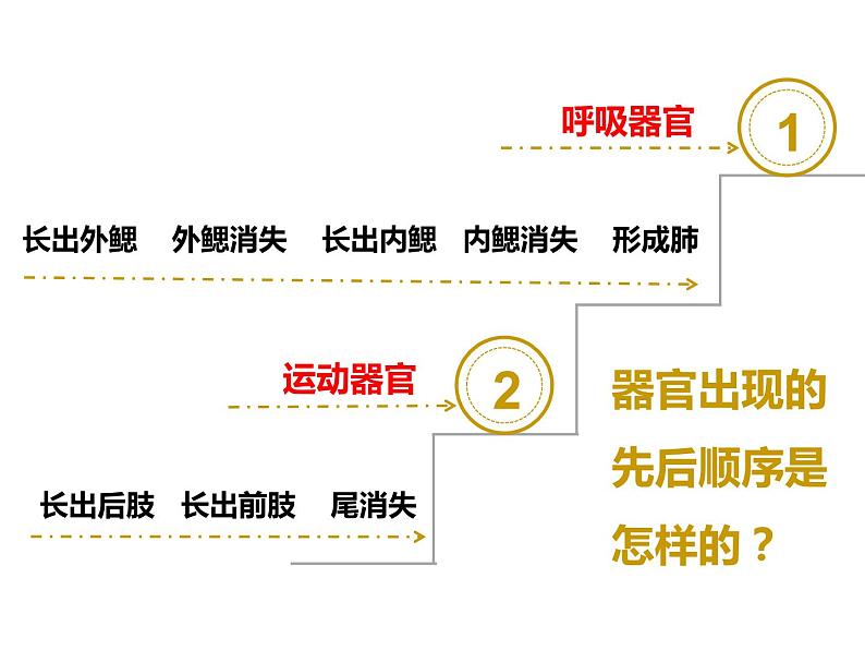 人教版八年级生物下册----1.3两栖动物的生殖和发育课件05