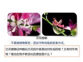 人教版八年级生物下册----3.3生物进化的原因-课件