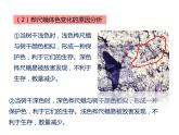 人教版八年级生物下册----3.3生物进化的原因-课件