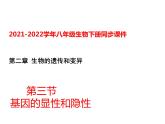 人教版八年级生物下册----2.3基因的显性和隐性-课件