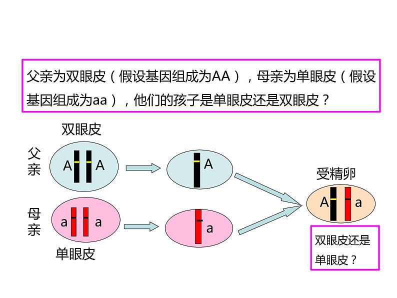 人教版八年级生物下册----2.3基因的显性和隐性-课件第2页