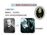 人教版八年级生物下册----2.3基因的显性和隐性-课件