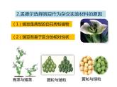 人教版八年级生物下册----2.3基因的显性和隐性-课件