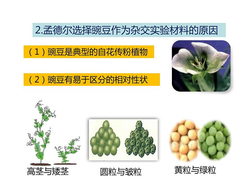 人教版八年级生物下册----2.3基因的显性和隐性-课件第4页