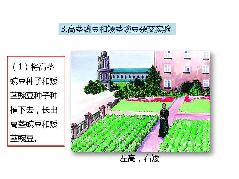 人教版八年级生物下册----2.3基因的显性和隐性-课件第5页