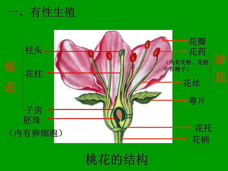 人教版八年级生物下册----7.1.1植物的生殖课件03