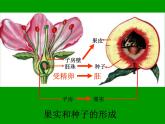 人教版八年级生物下册----7.1.1植物的生殖课件