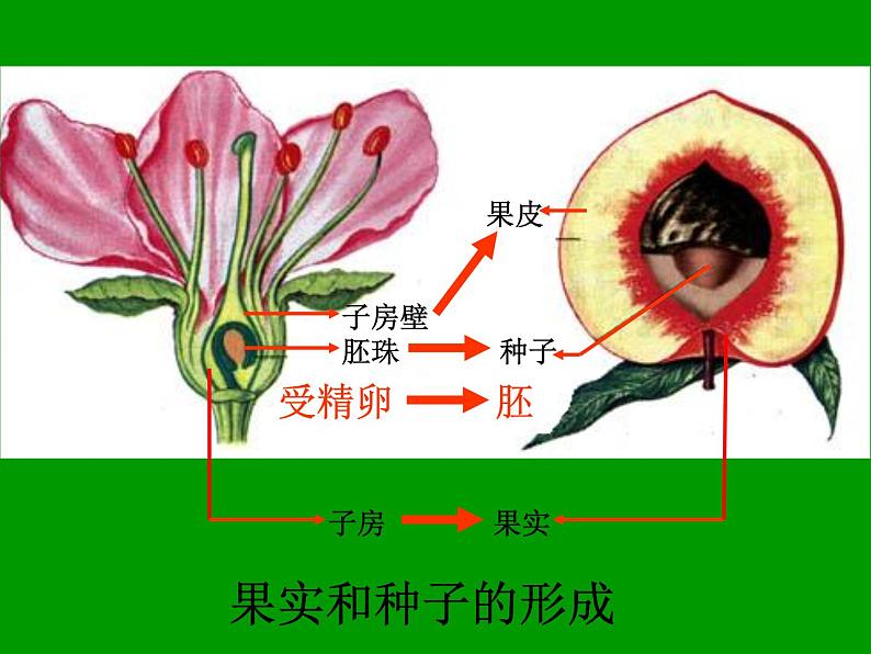 人教版八年级生物下册----7.1.1植物的生殖课件05