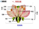 人教版八年级生物下册----7.1.1 植物的生殖（课件）
