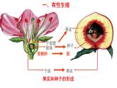 人教版八年级生物下册----7.1.1 植物的生殖（课件）