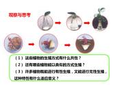 人教版八年级生物下册----1.1植物的生殖课件