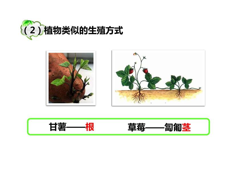 人教版八年级生物下册----1.1植物的生殖课件07