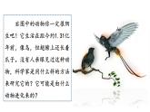 人教版八年级生物下册  7.3.2生物进化的历程   课件 素材