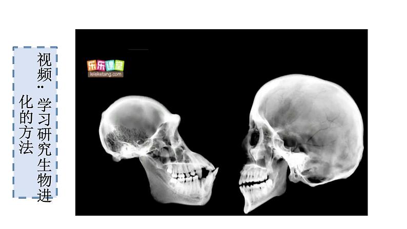 人教版八年级生物下册  7.3.2生物进化的历程   课件 素材04