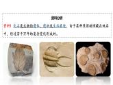 人教版八年级生物下册  7.3.2生物进化的历程   课件 素材