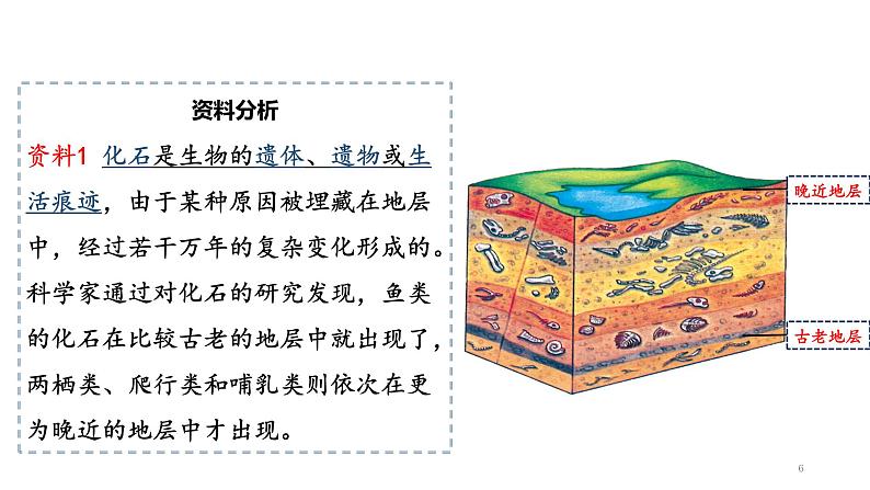 人教版八年级生物下册  7.3.2生物进化的历程   课件 素材06